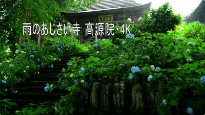 日本4k高清风景视频下载 雨のあじさい寺 11