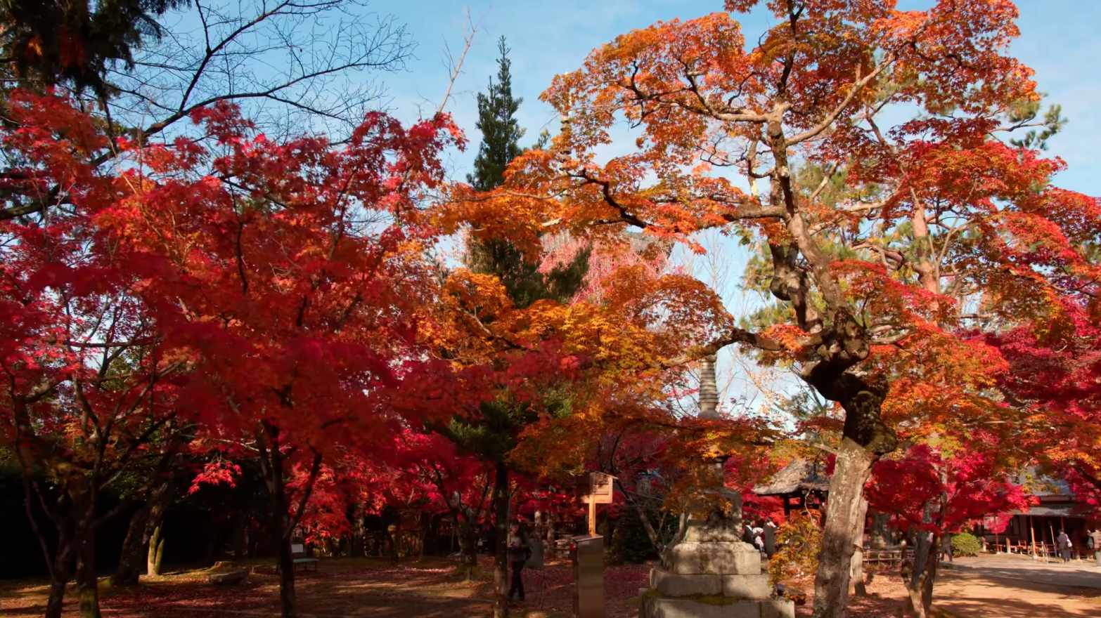 4K超清 60帧 秒日本京都80最佳秋叶景点 3