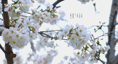 创维4K演示片素材 发现爱的温度 9